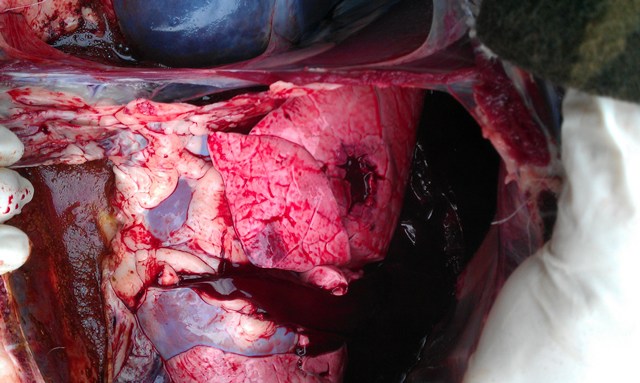 243 internal